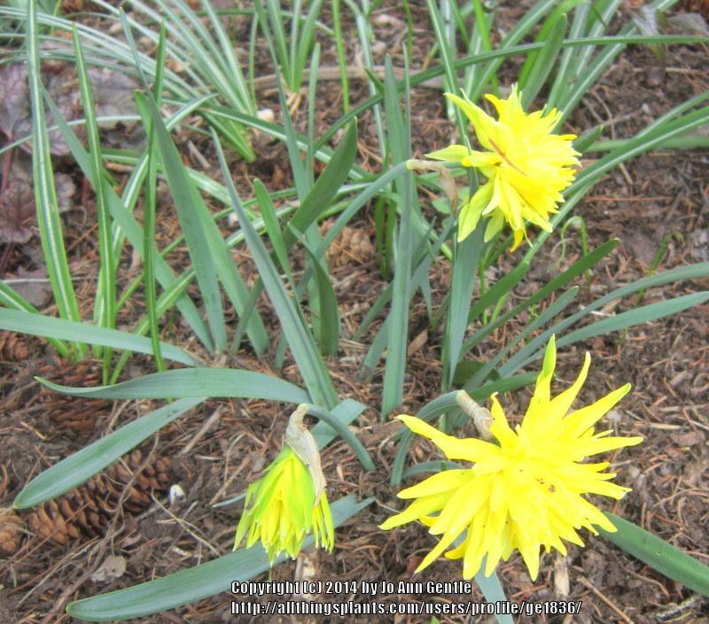 Photo of Double Daffodil (Narcissus 'Rip van Winkle') uploaded by ge1836
