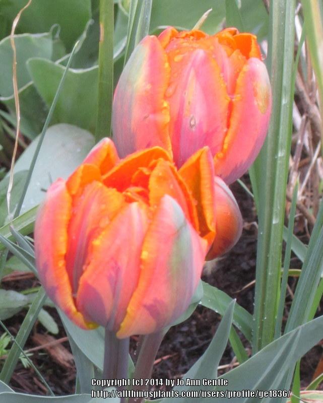 Photo of Peony-flowered Tulip (Tulipa 'Orange Princess') uploaded by ge1836