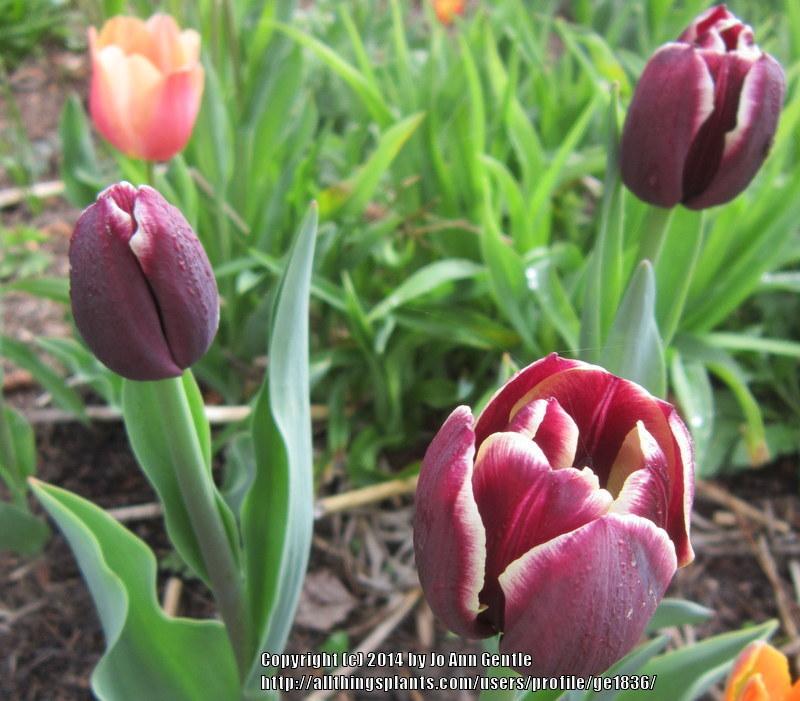 Photo of Triumph Tulip (Tulipa 'Jackpot') uploaded by ge1836