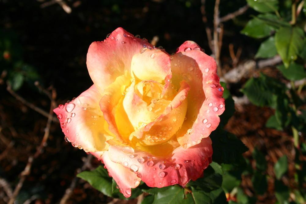Photo of Rose (Rosa 'Fragrant Keepsake') uploaded by jon