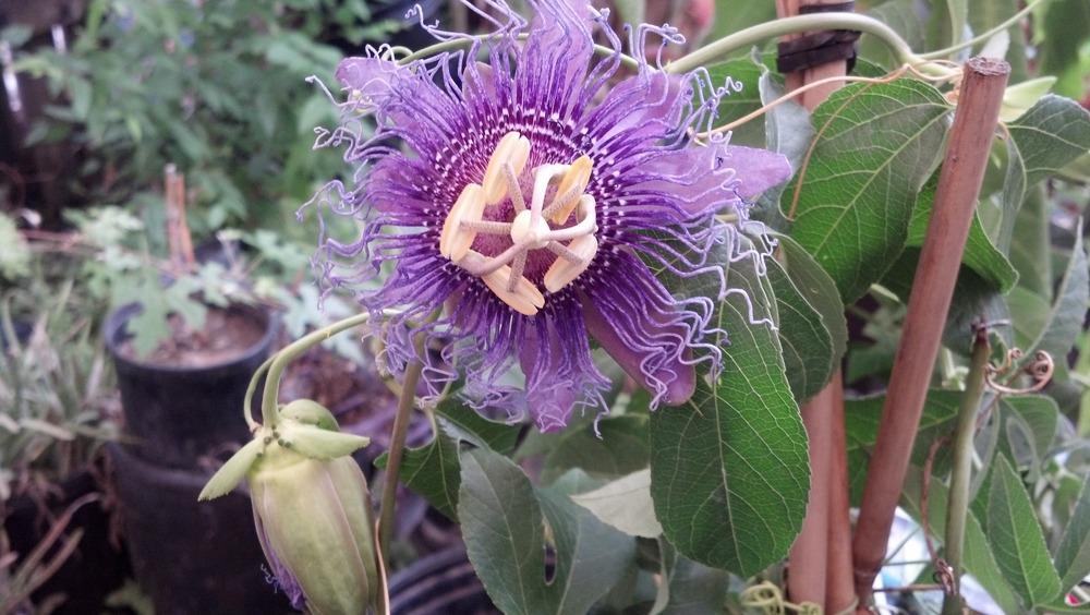 Photo of Passion Flower (Passiflora 'Incense') uploaded by lisam0313
