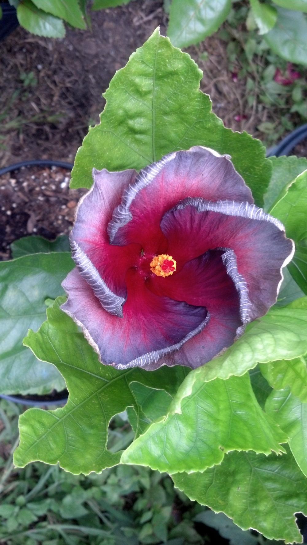 Photo of Tropical Hibiscus (Hibiscus rosa-sinensis 'Nightfire') uploaded by lisam0313