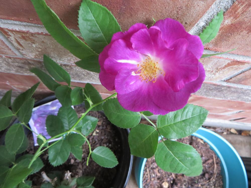 Photo of Rose (Rosa 'Rhapsody in Blue') uploaded by lisam0313