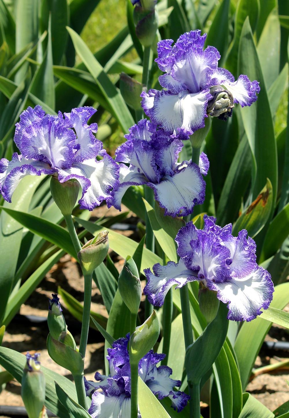 Photo of Tall Bearded Iris (Iris 'Ink Patterns') uploaded by ARUBA1334