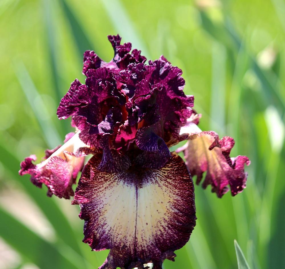 Photo of Tall Bearded Iris (Iris 'Epicenter') uploaded by ARUBA1334