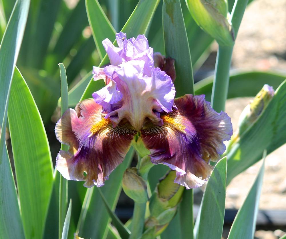 Photo of Tall Bearded Iris (Iris 'Cranfil's Gap') uploaded by ARUBA1334