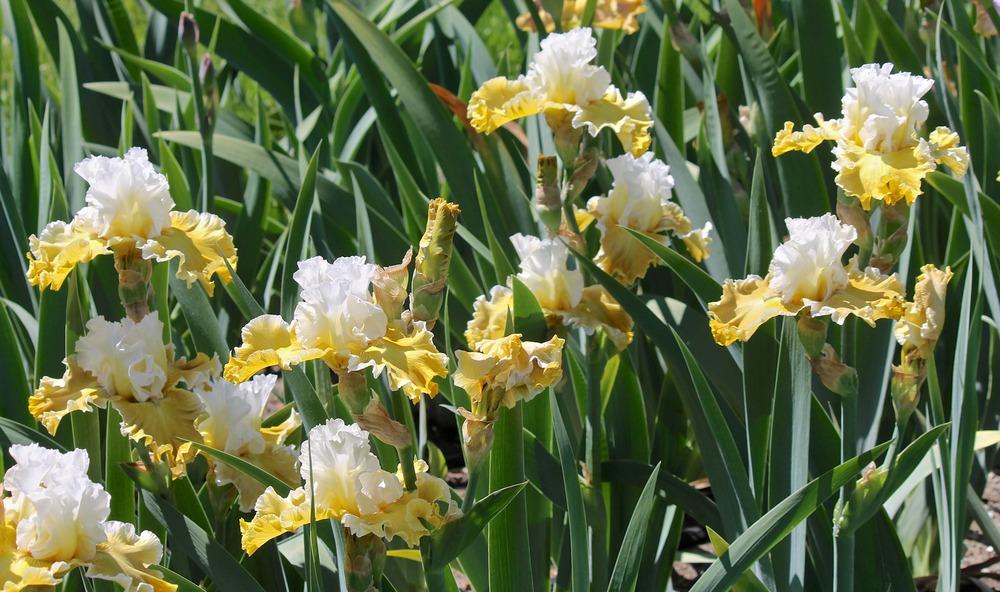 Photo of Tall Bearded Iris (Iris 'Going Green') uploaded by ARUBA1334