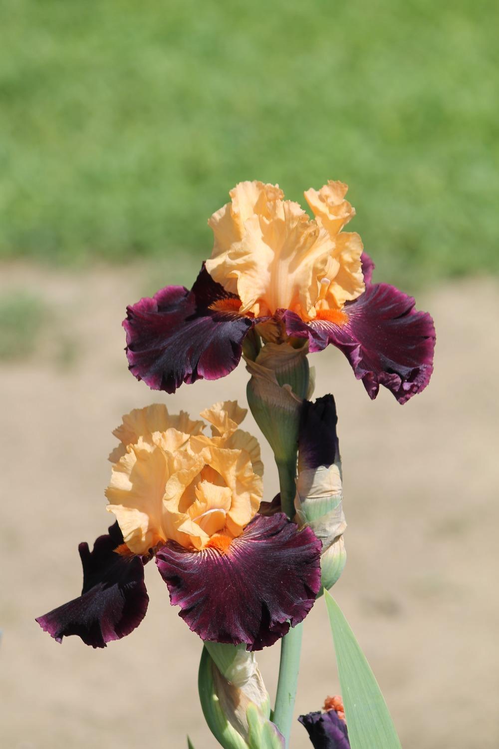Photo of Tall Bearded Iris (Iris 'Halloween Trick') uploaded by ARUBA1334