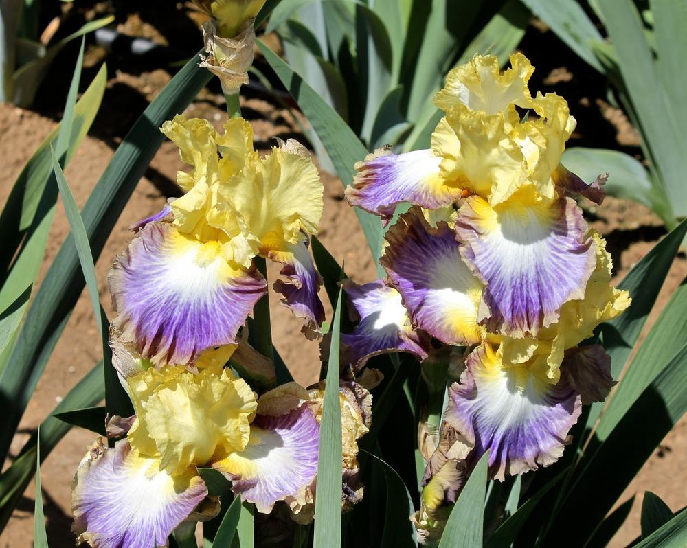 Photo of Tall Bearded Iris (Iris 'Definition') uploaded by ARUBA1334