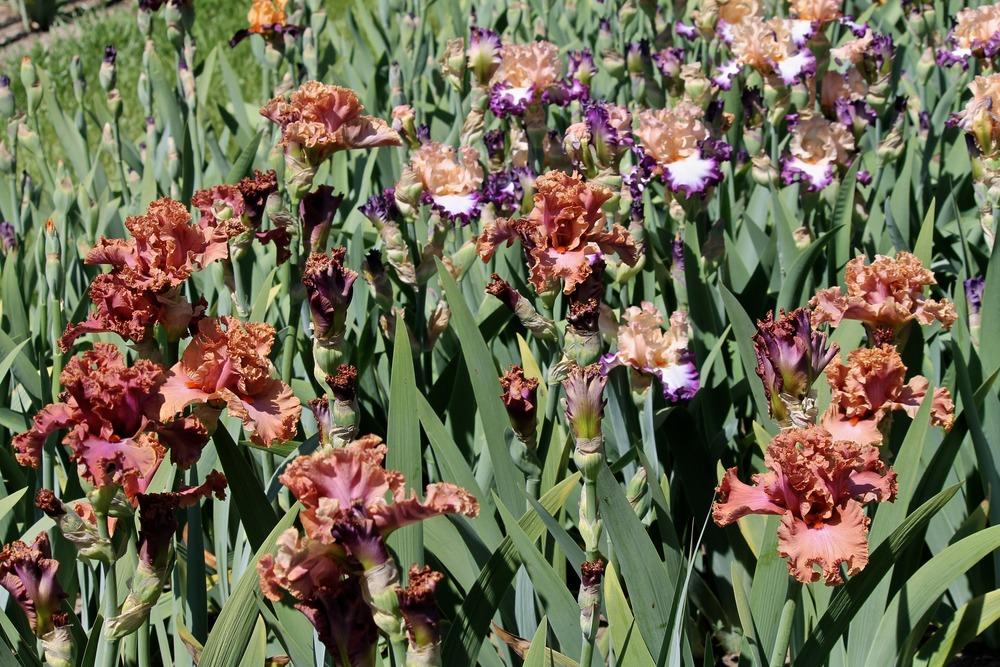 Photo of Tall Bearded Iris (Iris 'Copper Clouds') uploaded by ARUBA1334