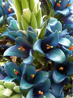 Photo of Blue Puya (Puya x berteroniana) uploaded by Calif_Sue