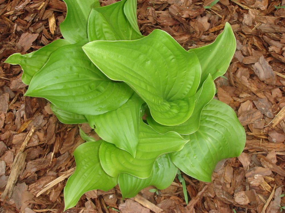 Photo of Hosta 'Sum and Substance' uploaded by Cat