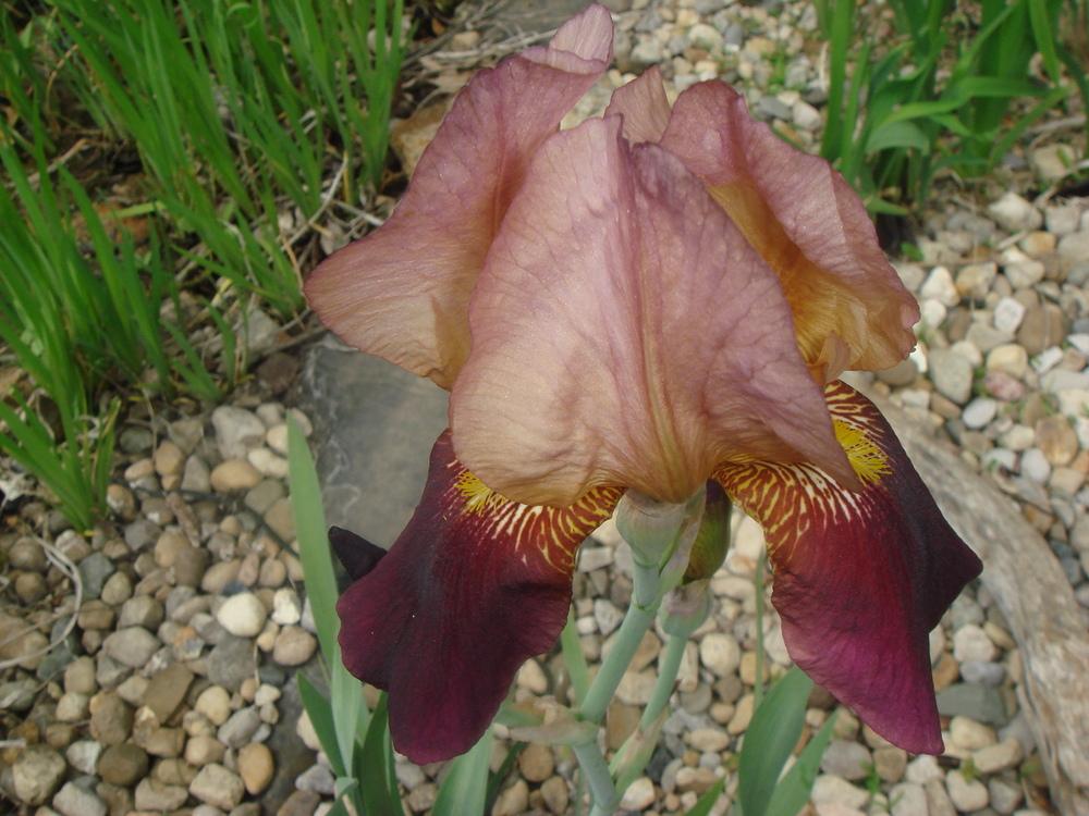 Photo of Tall Bearded Iris (Iris 'Indian Chief') uploaded by Cat