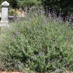 Location: Native Plants Demonstration Garden, Historic City Cemetery, Sacramento, CA.
Date: 2014-05-09