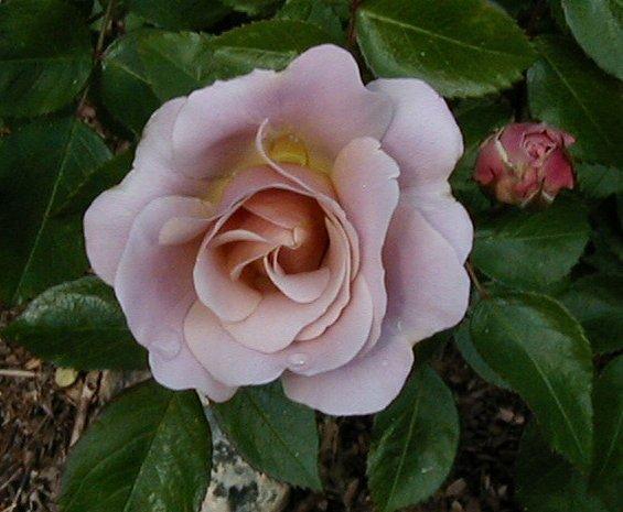 Photo of Rose (Rosa 'Silver Cloud') uploaded by RoseBlush1