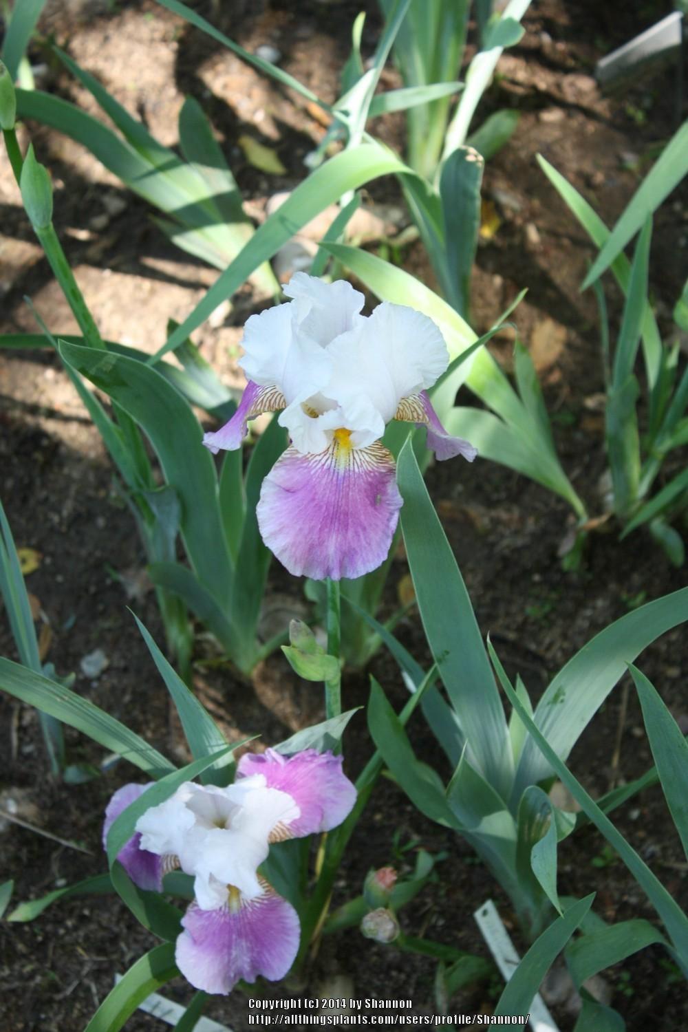 Photo of Irises (Iris) uploaded by Shannon
