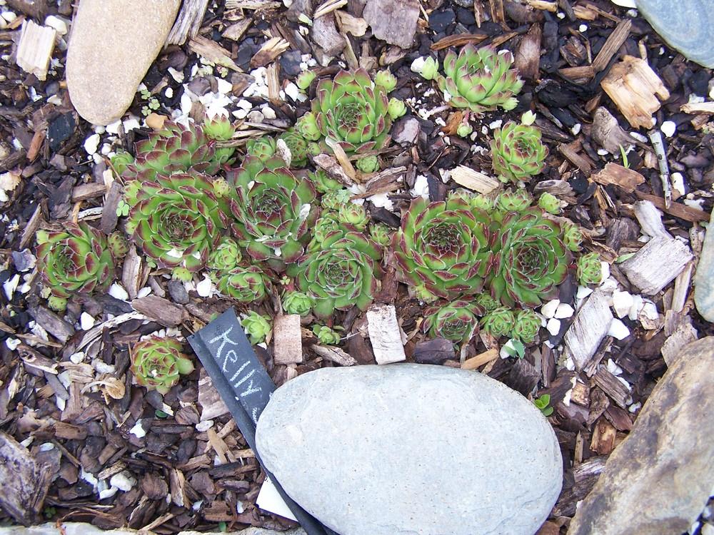 Photo of Hen and Chicks (Sempervivum 'Kelly Jo') uploaded by chickhill