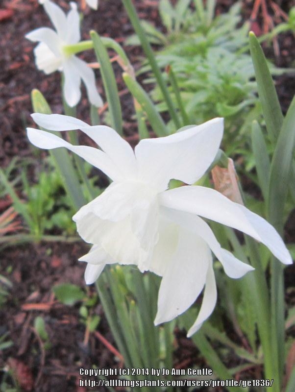 Photo of Triandrus Daffodil (Narcissus 'Thalia') uploaded by ge1836