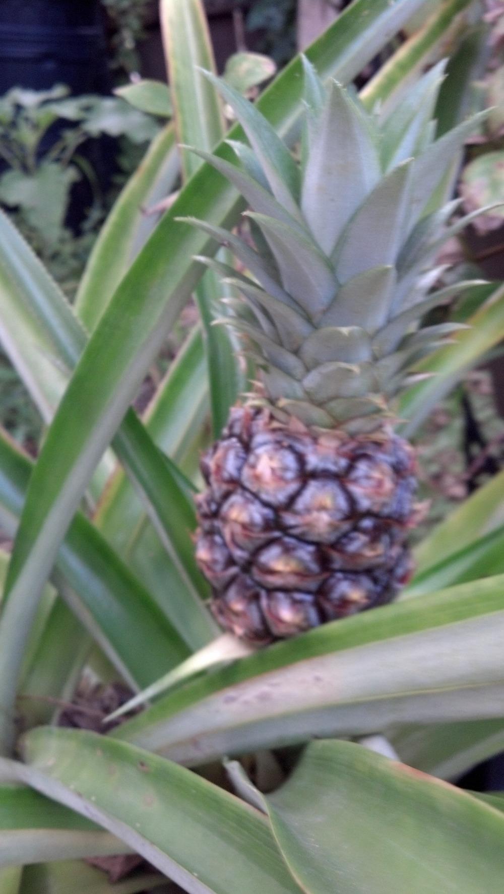 Photo of Pineapple (Ananas comosus) uploaded by lisam0313
