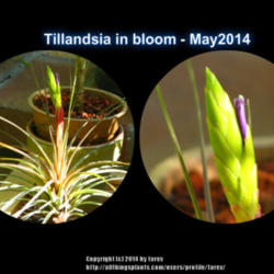 Location: At our garden - San Joaquin County, CA
Date: Spring - 09May2014
Tillandsia in bloom