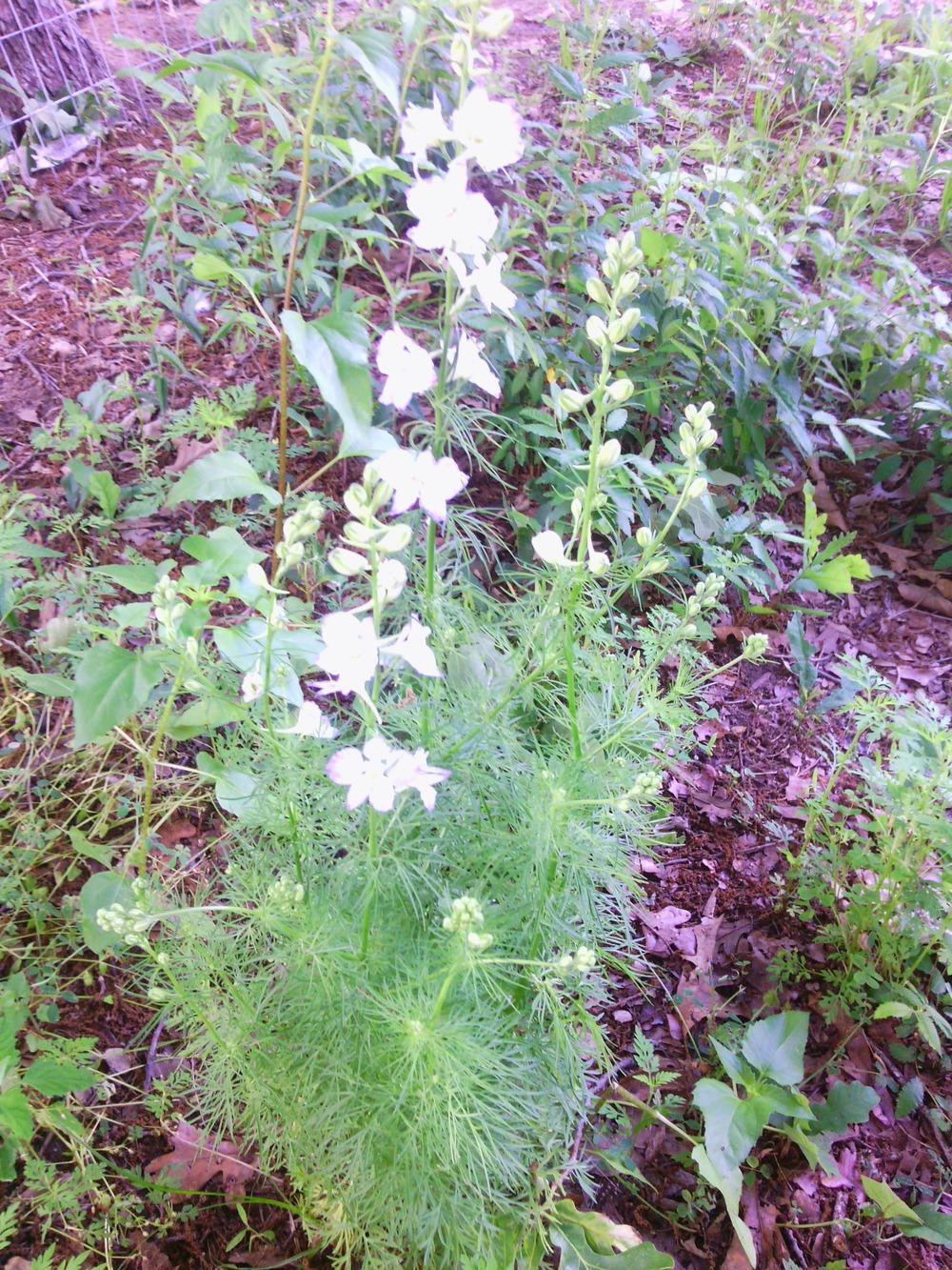 Photo of Larkspur (Consolida ajacis) uploaded by texaskitty111