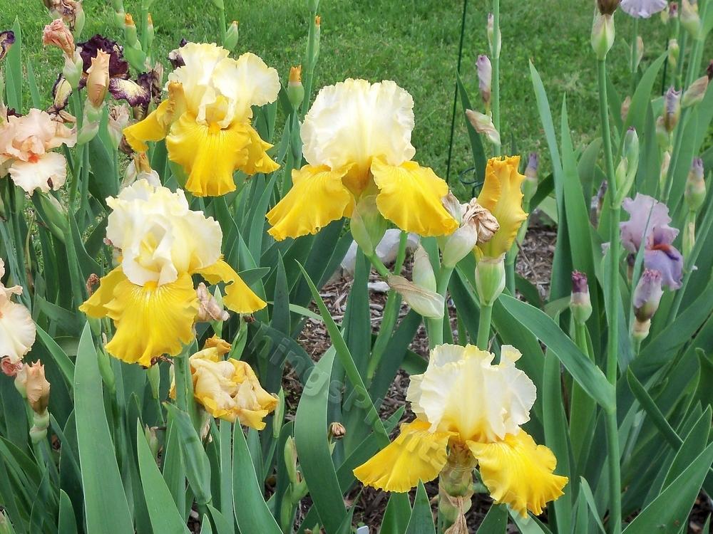 Photo of Tall Bearded Iris (Iris 'Dreamville') uploaded by virginiarose