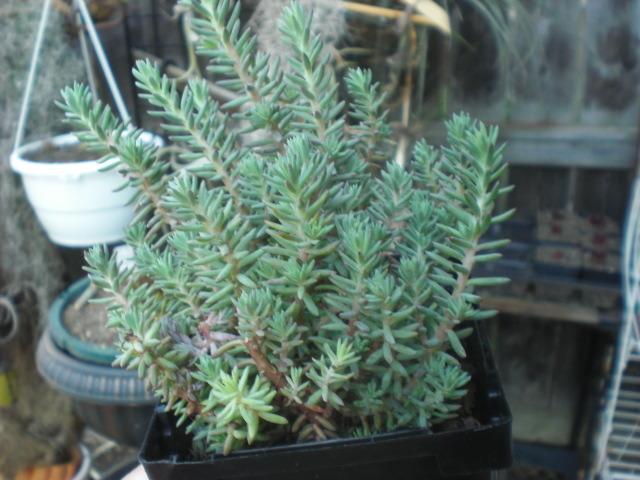 Photo of Spruce-Leaved Stonecrop (Petrosedum rupestre subsp. rupestre Bluebird®) uploaded by Cahac