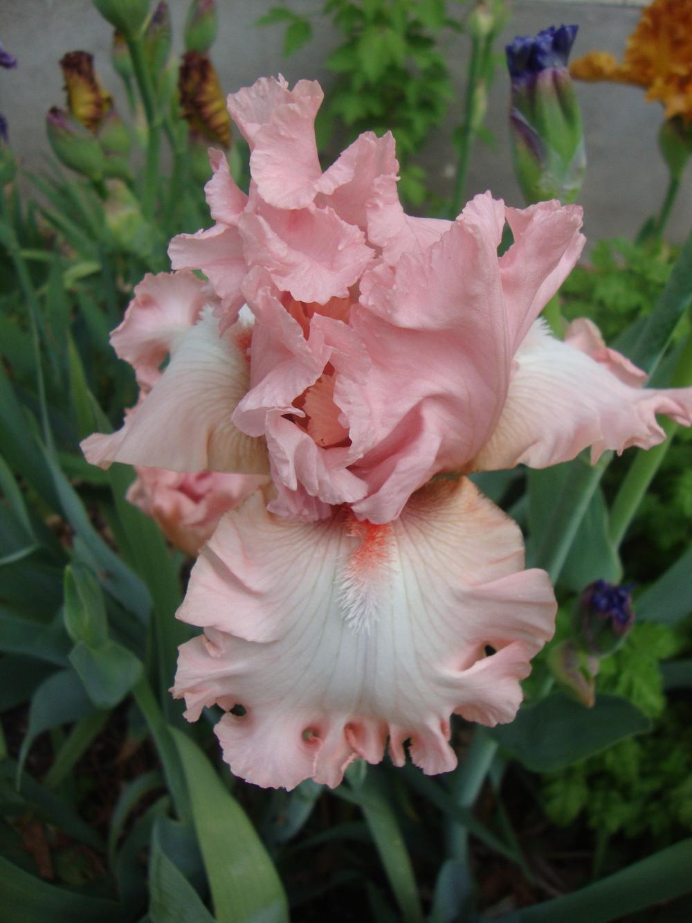 Photo of Tall Bearded Iris (Iris 'For Lovers Only') uploaded by Paul2032