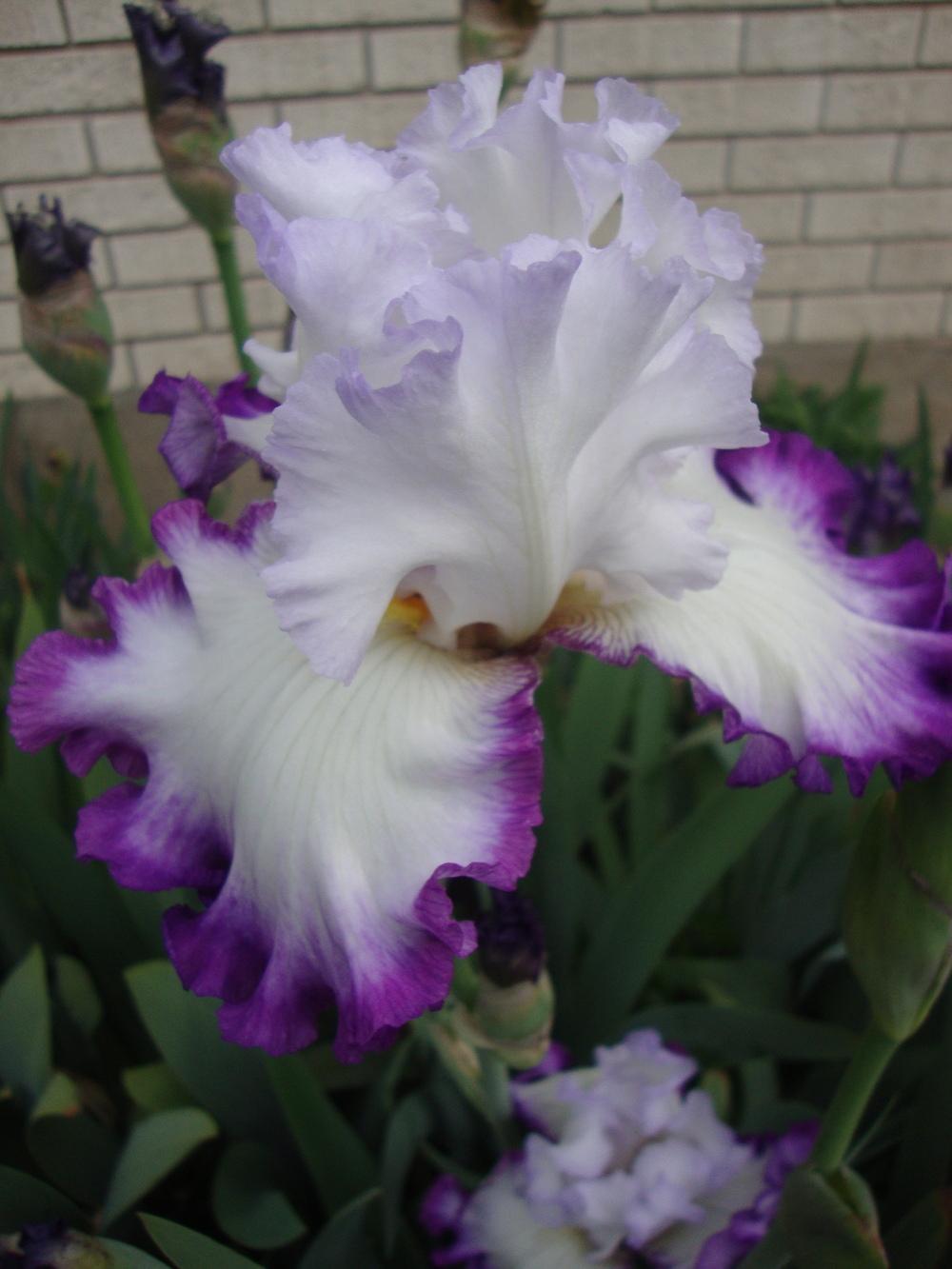 Photo of Tall Bearded Iris (Iris 'Center Ice') uploaded by Paul2032