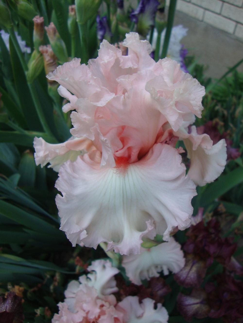 Photo of Tall Bearded Iris (Iris 'Picture Book') uploaded by Paul2032