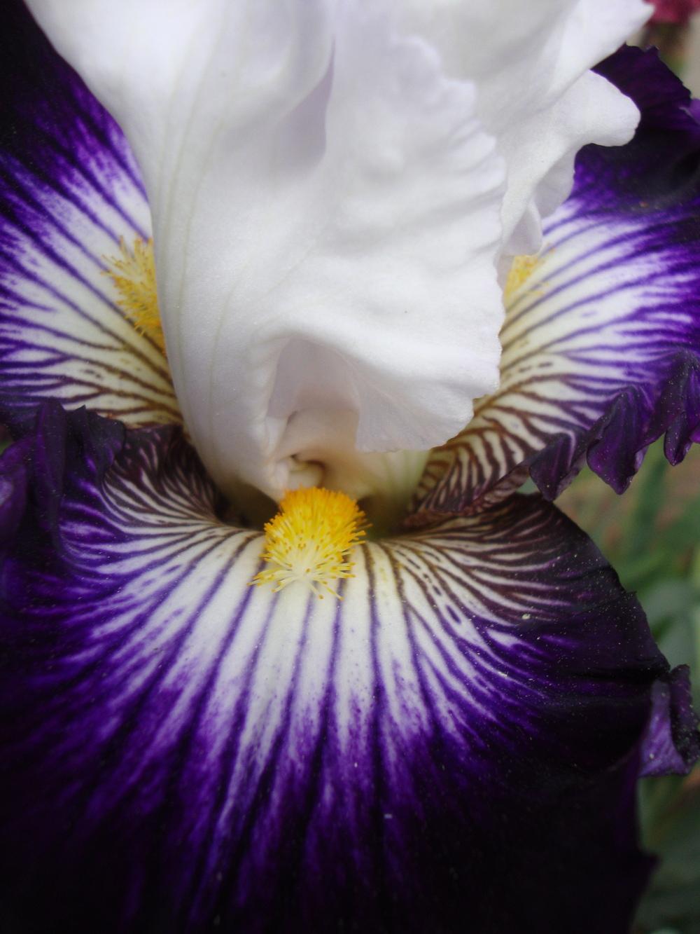 Photo of Tall Bearded Iris (Iris 'Dancing Star') uploaded by Paul2032