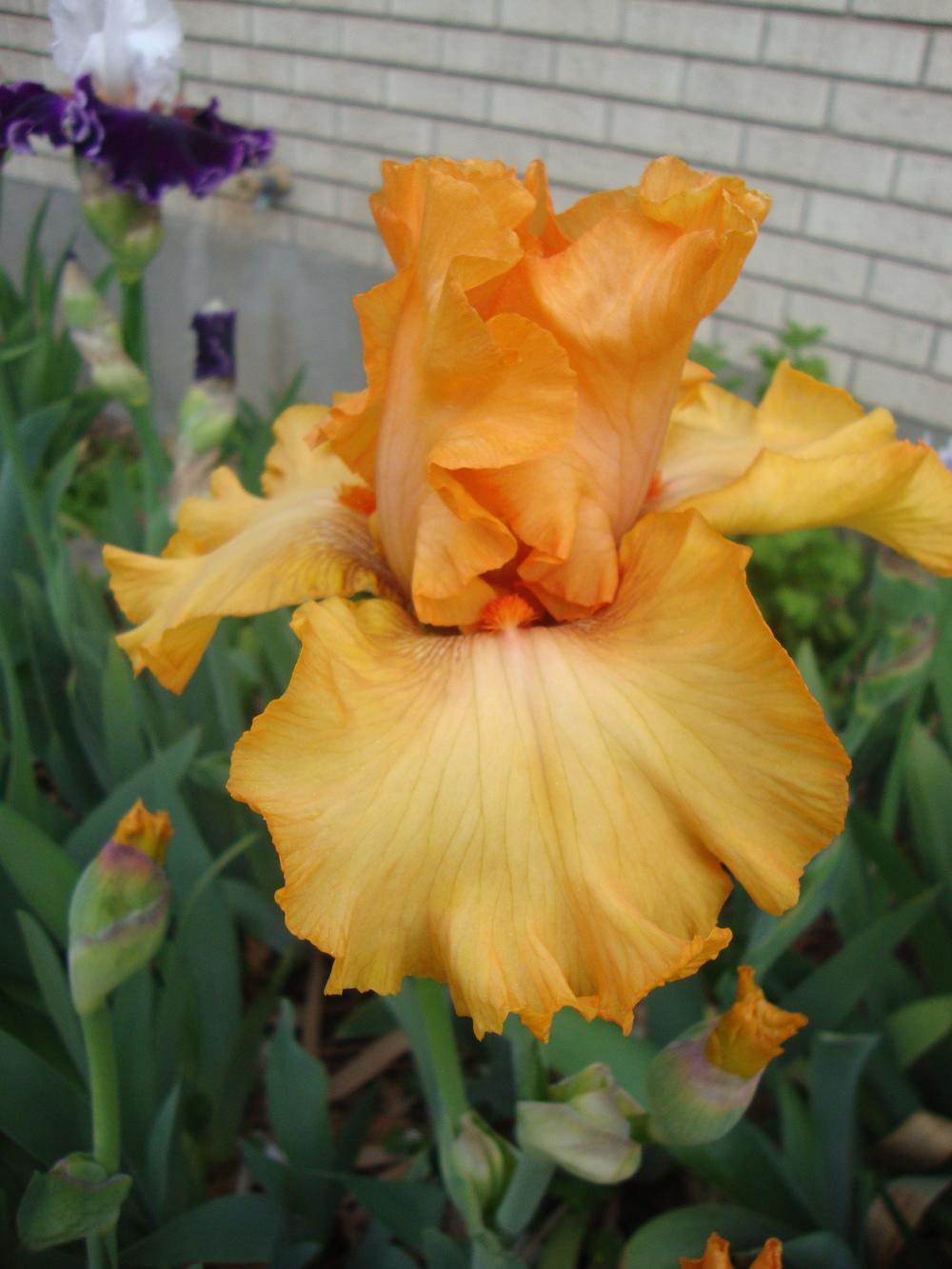 Photo of Tall Bearded Iris (Iris 'Brilliance') uploaded by Paul2032