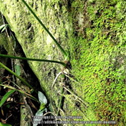 Location: Rainforest, Paraty, Brazil
Date: 2013-12-26