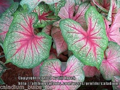Photo of Fancy-leaf Caladium (Caladium 'Mrs. F. M. Joyner') uploaded by caladiums4less