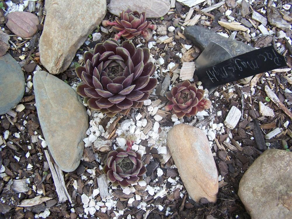 Photo of Hen and Chicks (Sempervivum 'Pacific Magic Night') uploaded by chickhill