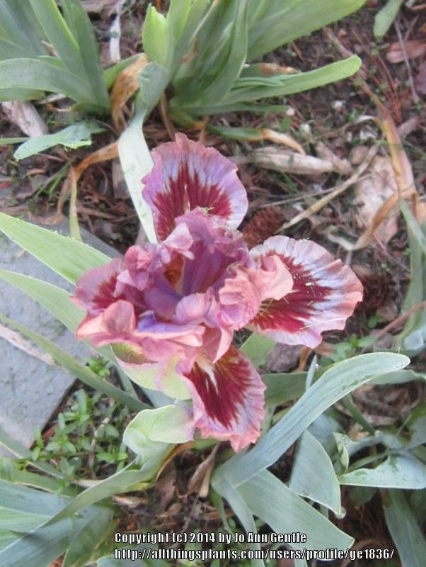 Photo of Standard Dwarf Bearded Iris (Iris 'Voldy's Mink') uploaded by ge1836