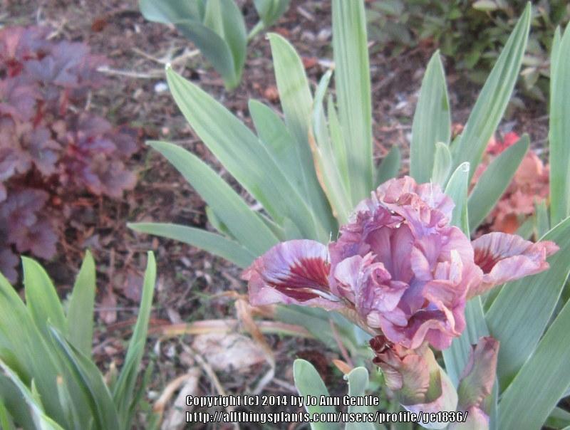Photo of Standard Dwarf Bearded Iris (Iris 'Voldy's Mink') uploaded by ge1836