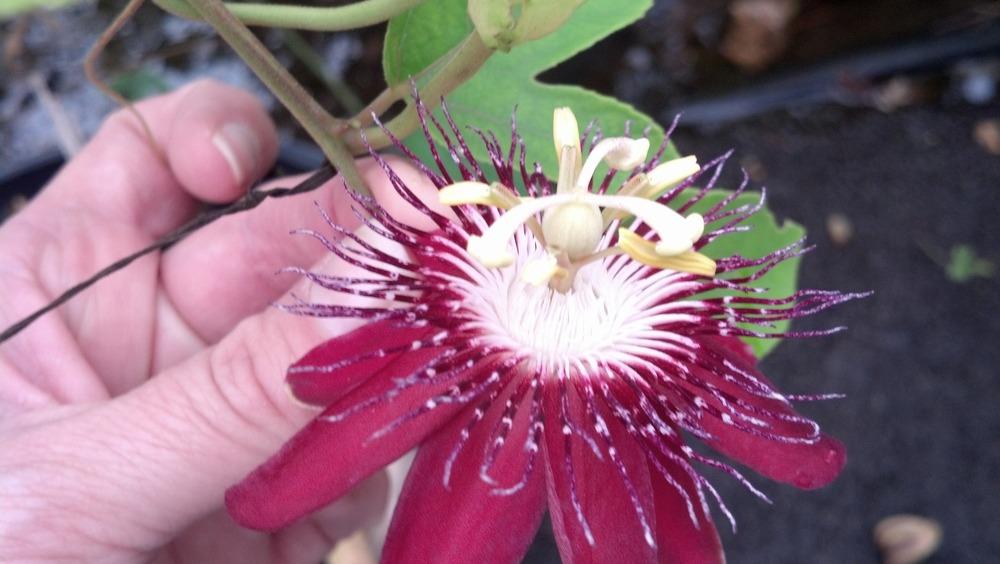 Photo of Passionflower (Passiflora alata) uploaded by lisam0313