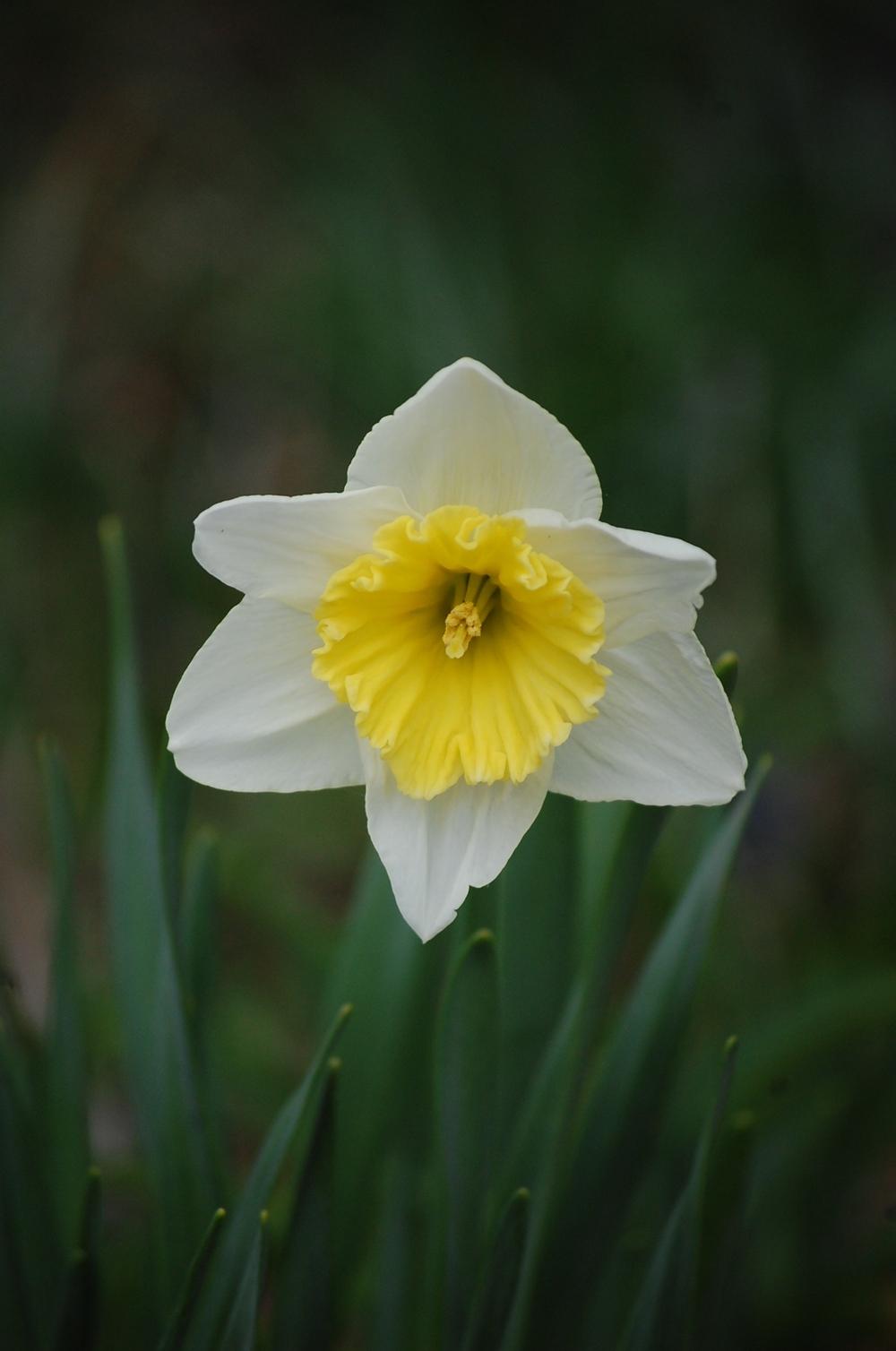 Photo of Large-Cupped Daffodil (Narcissus 'Ice Follies') uploaded by pixie62560