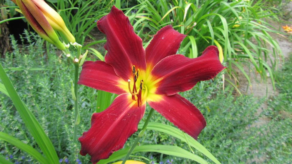 Photo of Daylily (Hemerocallis 'Spider Man') uploaded by queerbeet