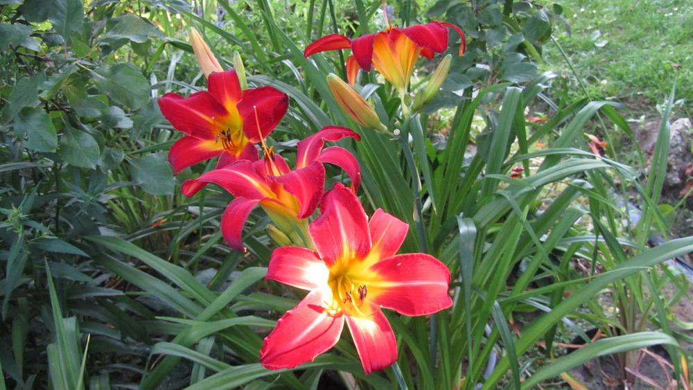 Photo of Daylily (Hemerocallis 'Point of View') uploaded by queerbeet