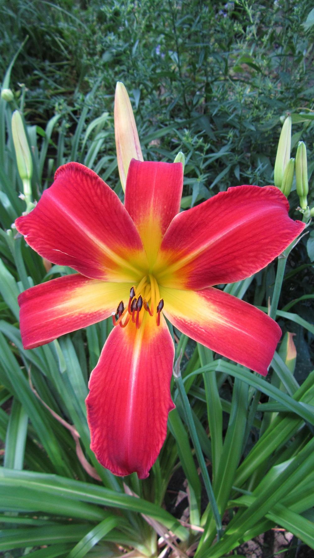 Photo of Daylily (Hemerocallis 'Point of View') uploaded by queerbeet