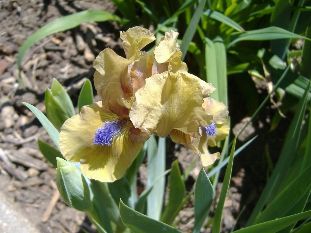 Photo of Standard Dwarf Bearded Iris (Iris 'Aladdin's Flame') uploaded by tveguy3