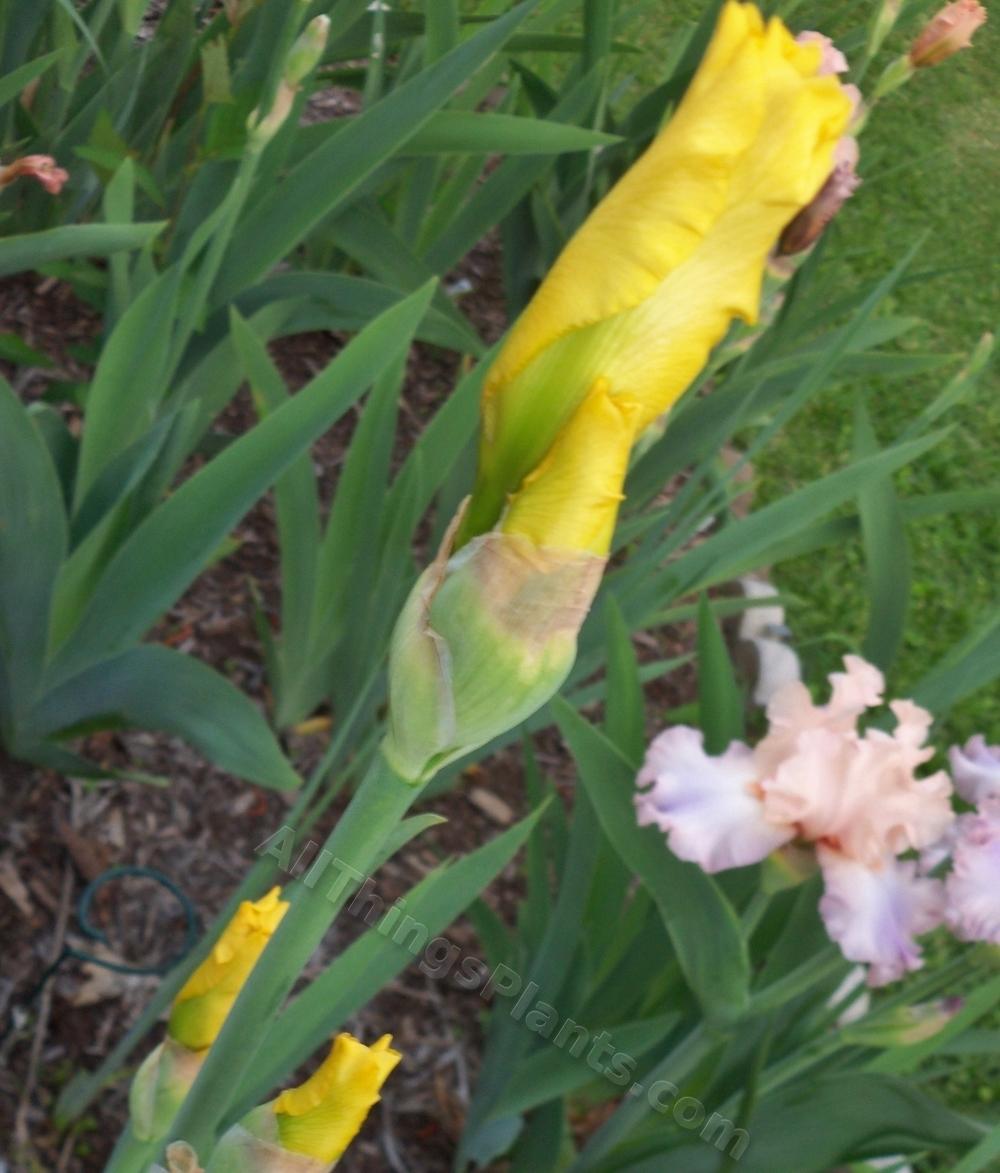 Photo of Tall Bearded Iris (Iris 'Harvest of Memories') uploaded by virginiarose