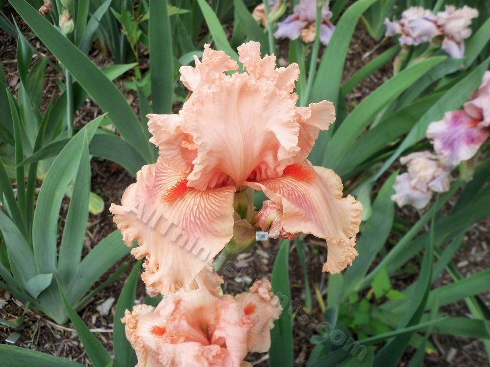 Photo of Tall Bearded Iris (Iris 'Augustine') uploaded by virginiarose