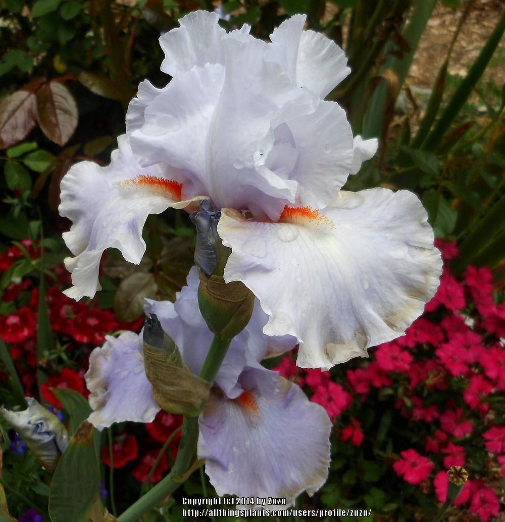 Photo of Tall Bearded Iris (Iris 'Legerdemain') uploaded by zuzu
