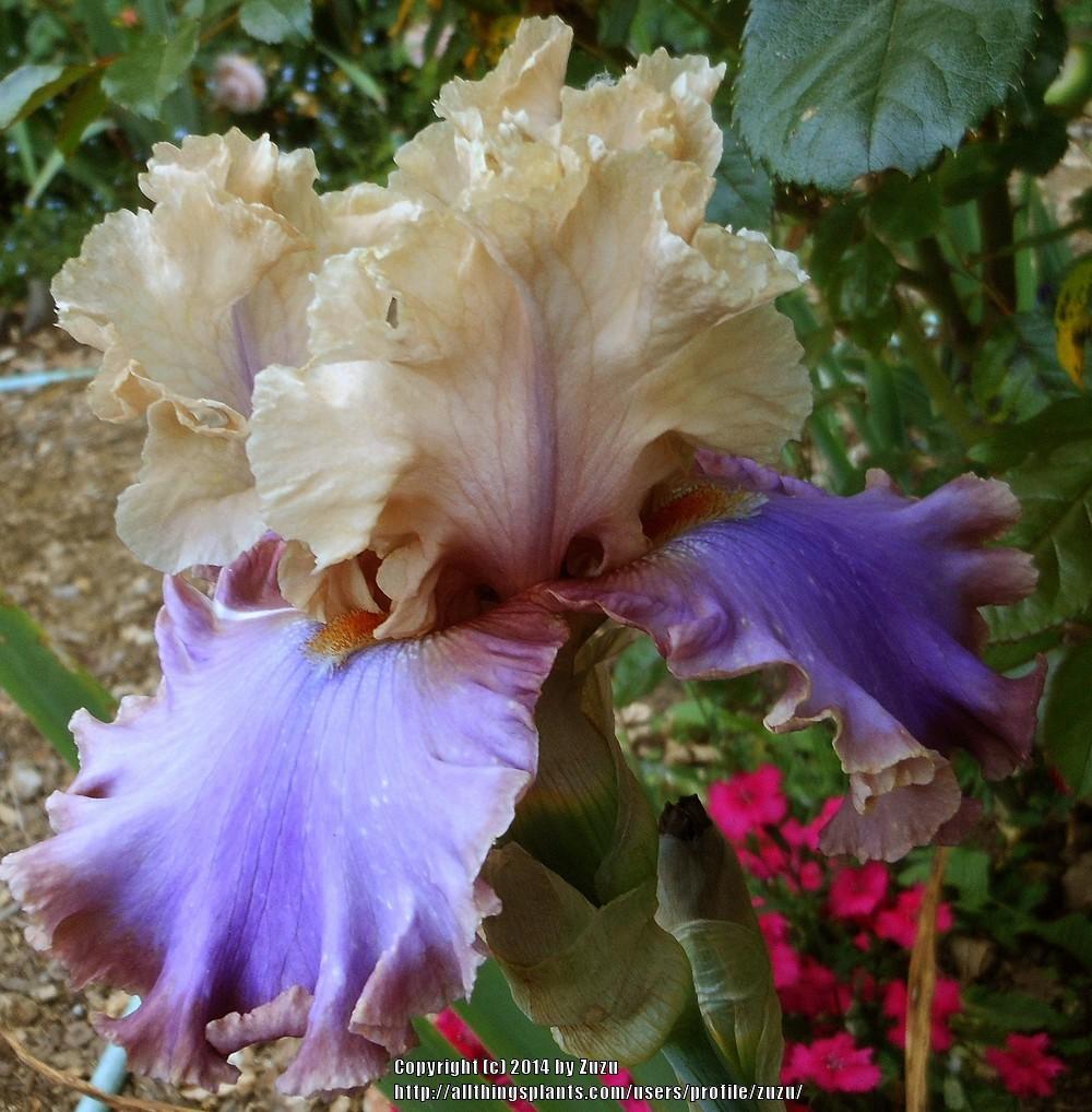 Photo of Tall Bearded Iris (Iris 'Luxuriant Lothario') uploaded by zuzu