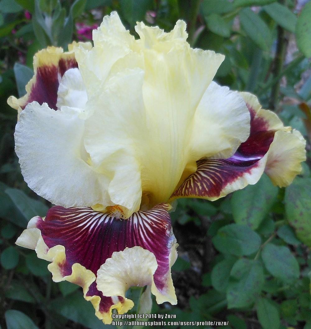 Photo of Tall Bearded Iris (Iris 'Rogue Trader') uploaded by zuzu