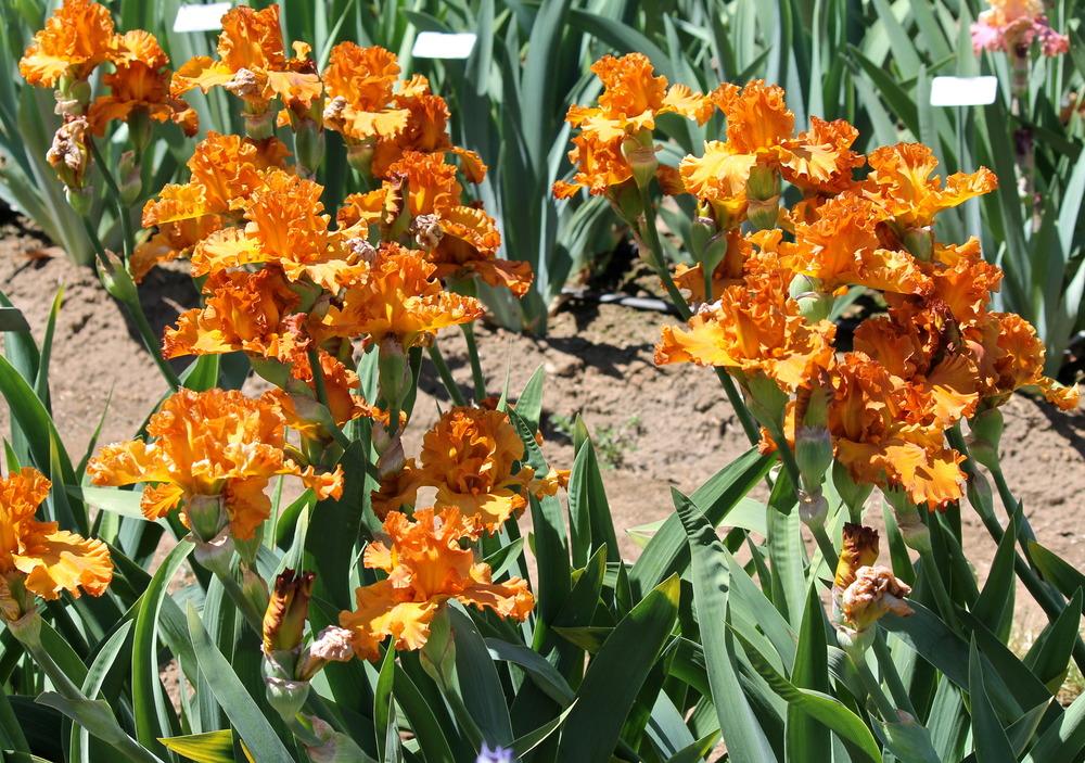 Photo of Tall Bearded Iris (Iris 'Golden Panther') uploaded by ARUBA1334