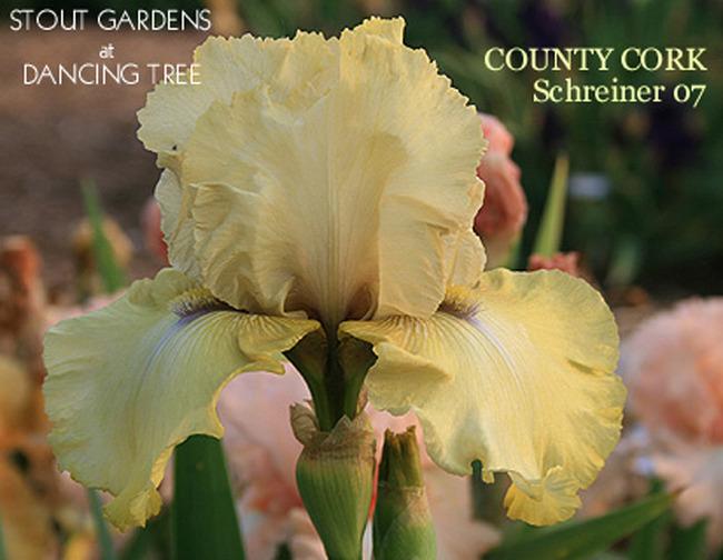 Photo of Tall Bearded Iris (Iris 'County Cork') uploaded by Calif_Sue